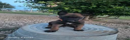 Belgian Malinois dogs for sale: Belgian Malinois Puppy 4 - Ad 1