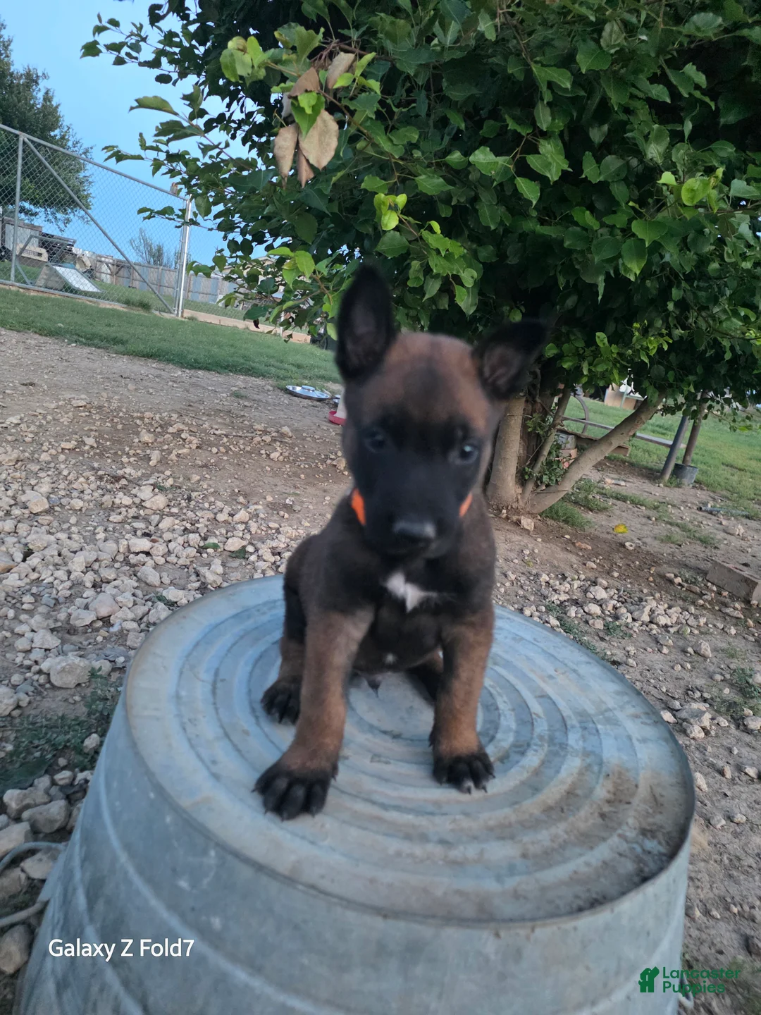 Belgian Malinois dogs for sale: Belgian Malinois Puppy 4 - Ad 1