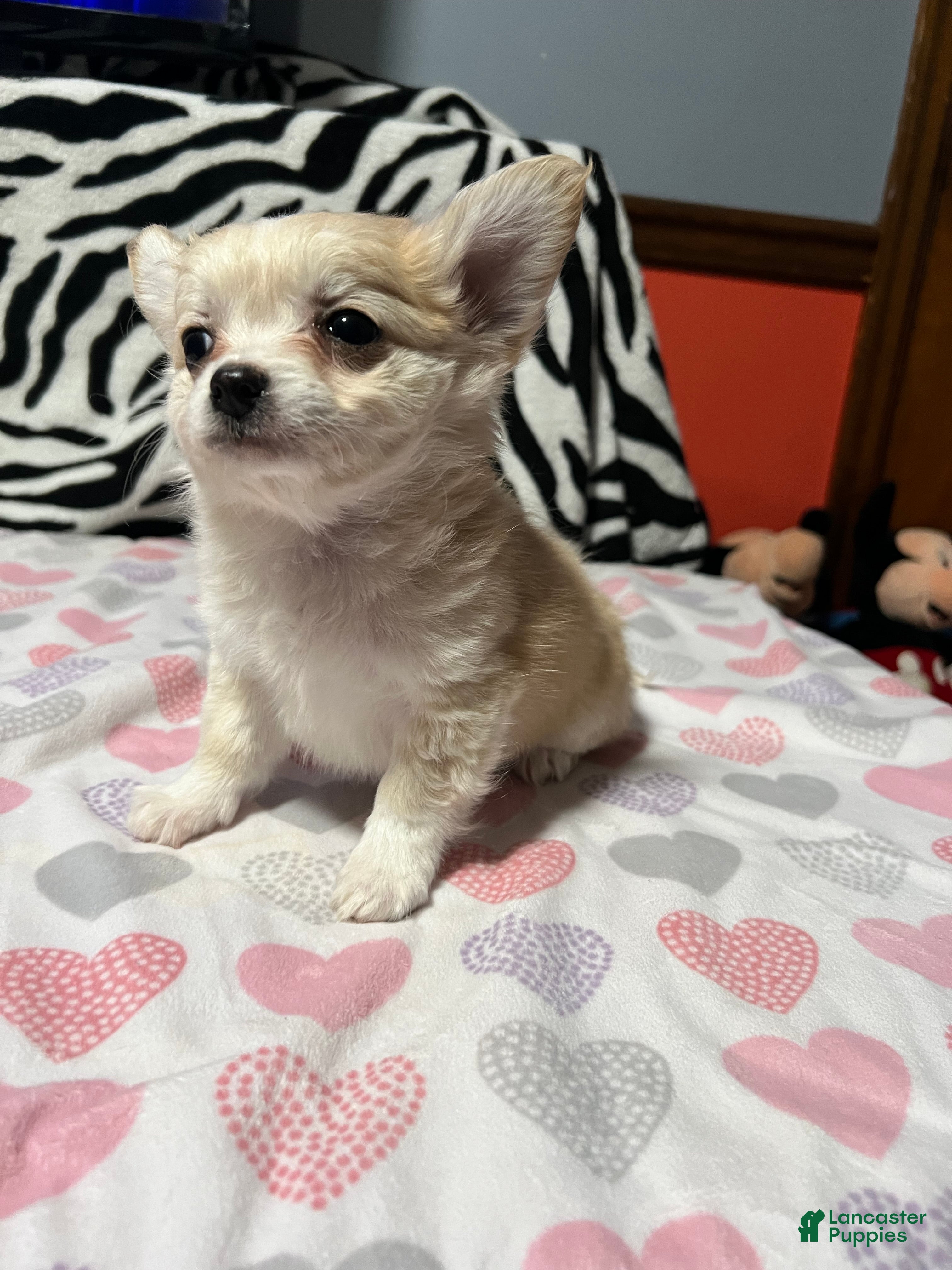 Papillon dogs Ozzy - Ad 5