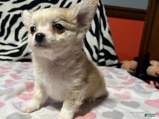 Papillon dogs Ozzy - Ad 2