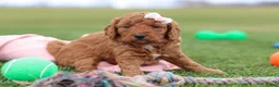Mini Goldendoodle dogs for sale: Tonya - Ad 4