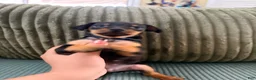 Miniature Pinscher dogs for sale: Leo - Ad 4