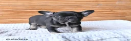 French Bulldog dogs for sale: Haven - Ad 3