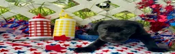 Labrador Retriever dogs for sale: Rocket - Ad 4