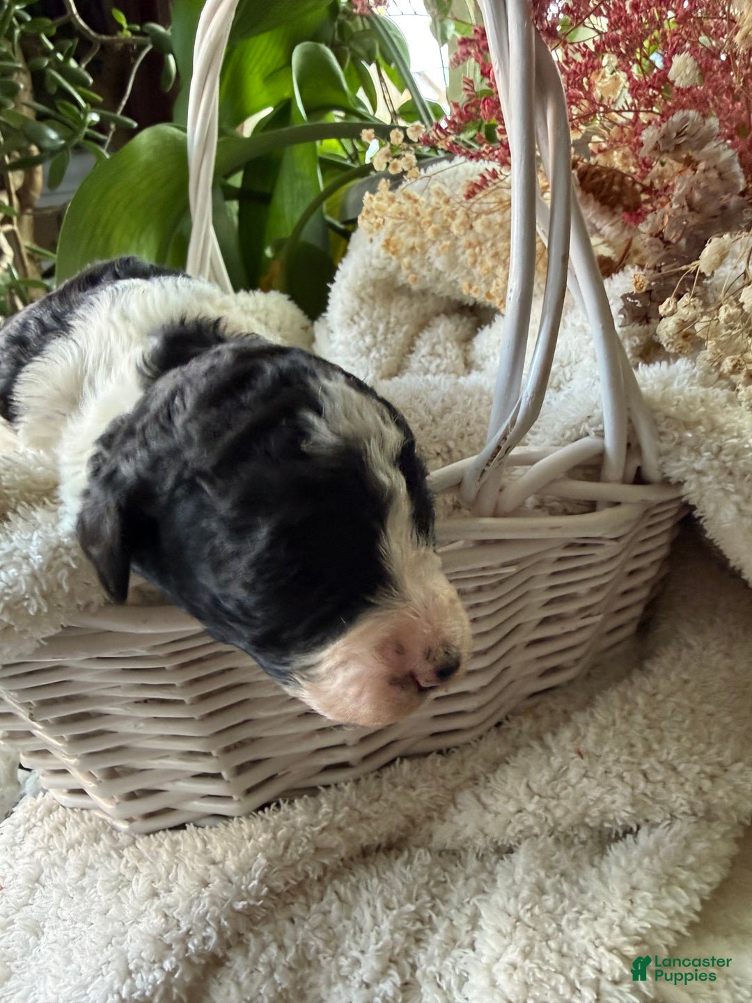 Mixed Breed dogs for sale: Sarah - Ad 2