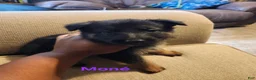 German Shepherd dogs for sale: German Shepherd 4 - Ad 1