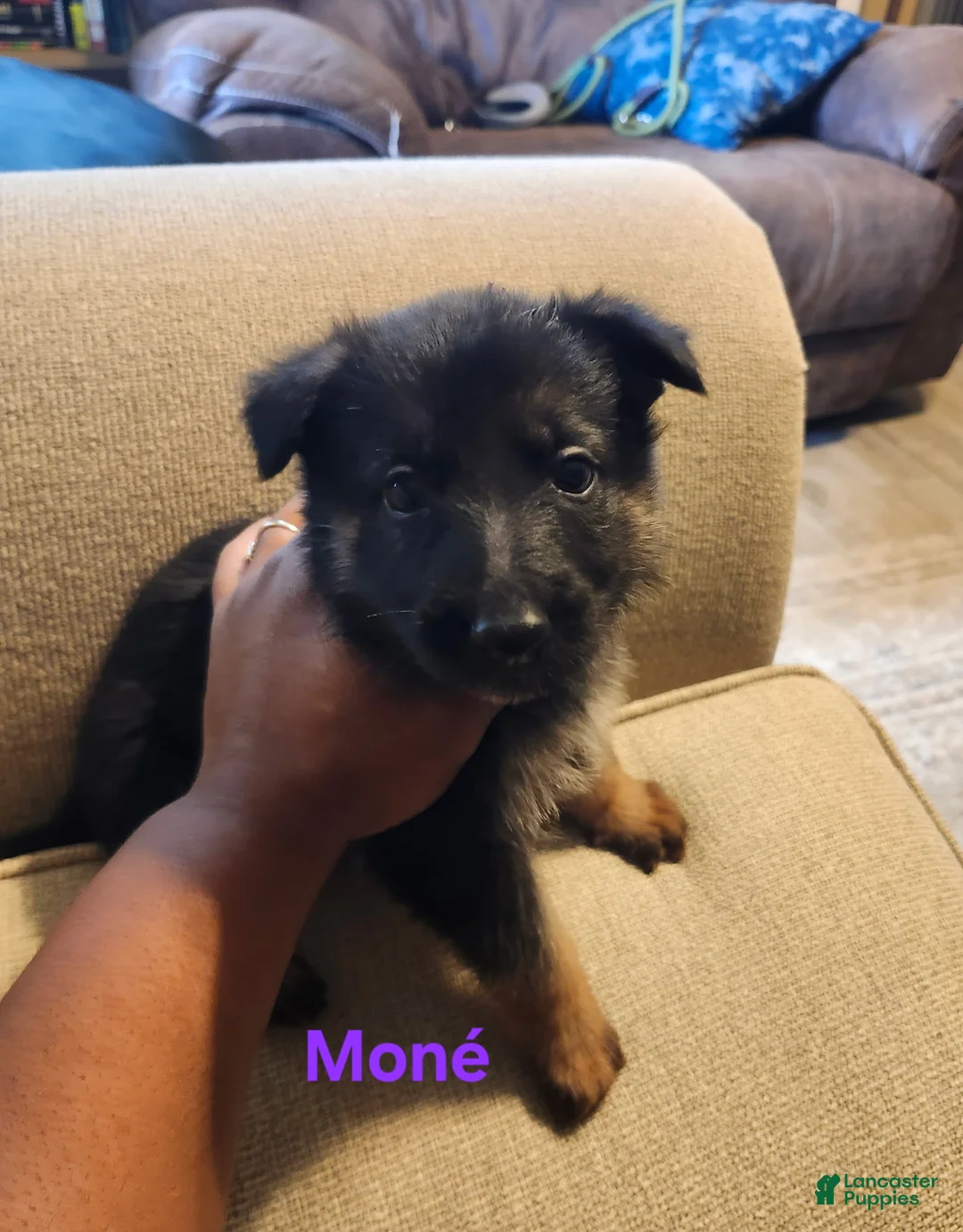 German Shepherd dogs for sale: German Shepherd 4 - Ad 1