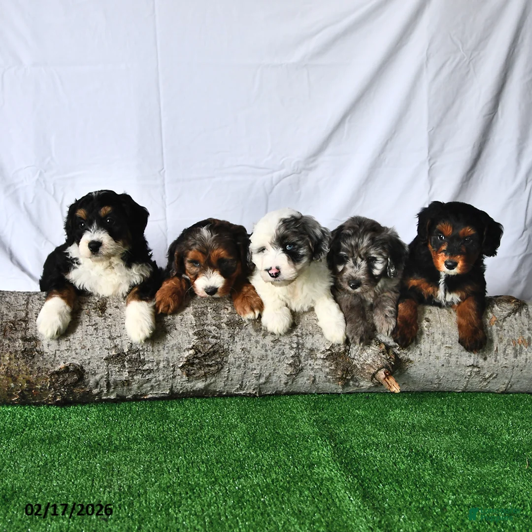 Mini Aussiedoodle dogs for sale: Lucy - Ad 5