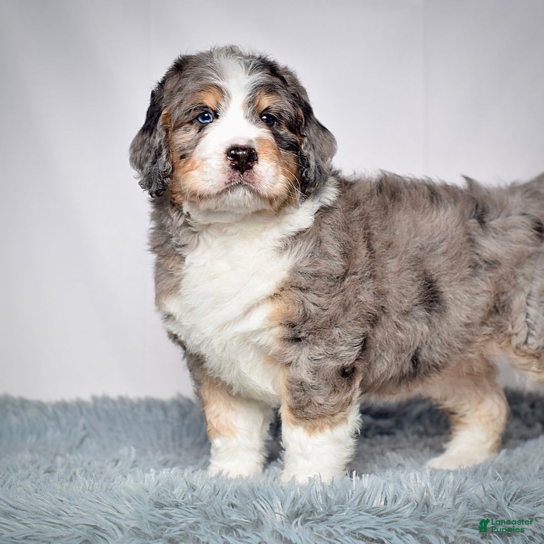 Bernedoodle dogs for sale: Mr. Sammy - Ad 4