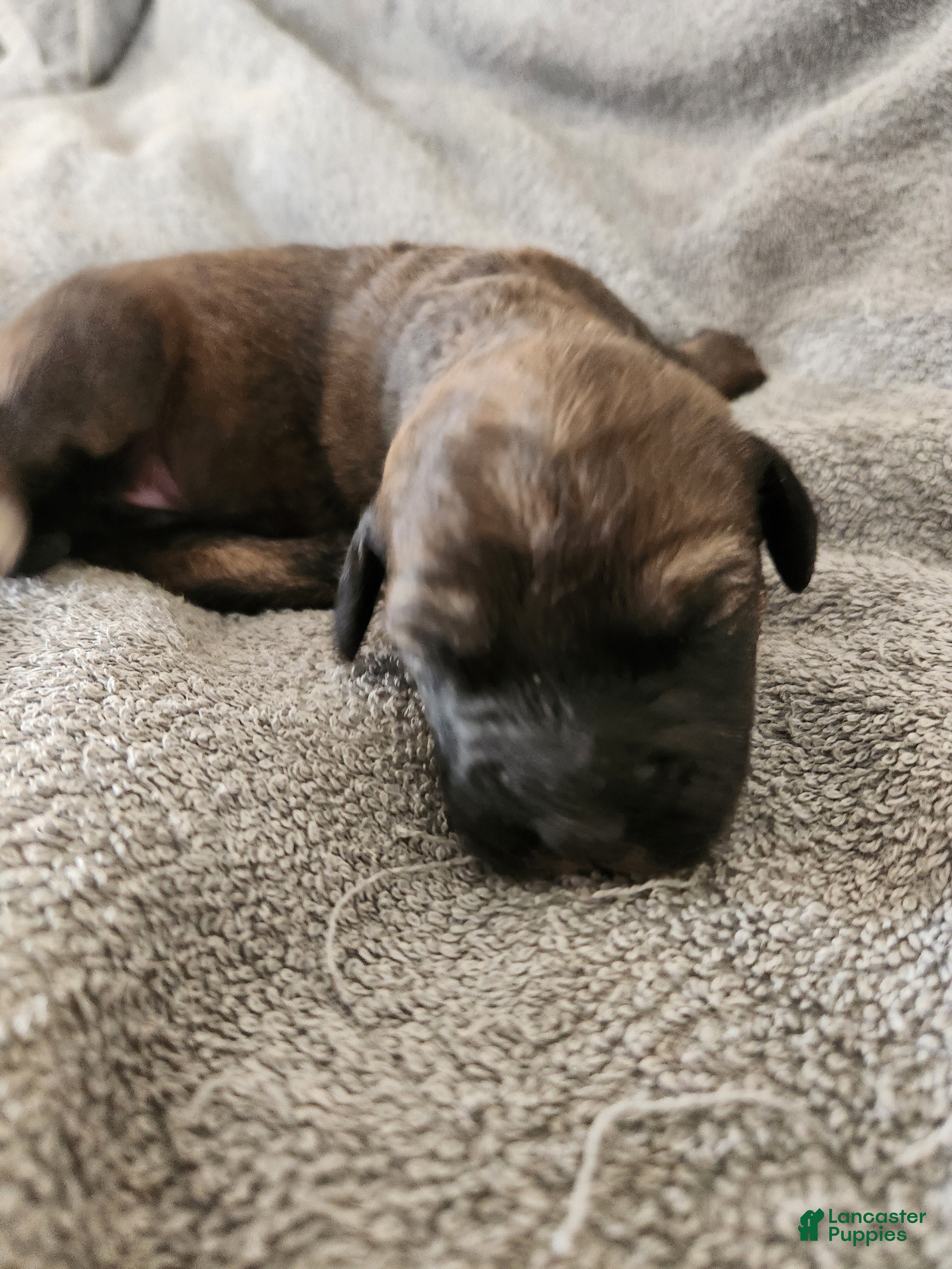 Mixed Breed dogs Brown Merel Girl. Beautiful colors  - Ad 12