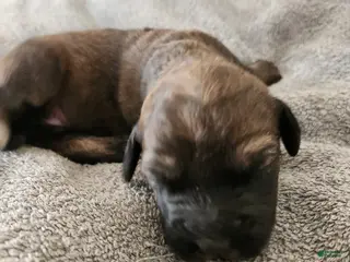 Mixed Breed dogs Brown Merel Girl. Beautiful colors - Ad 12