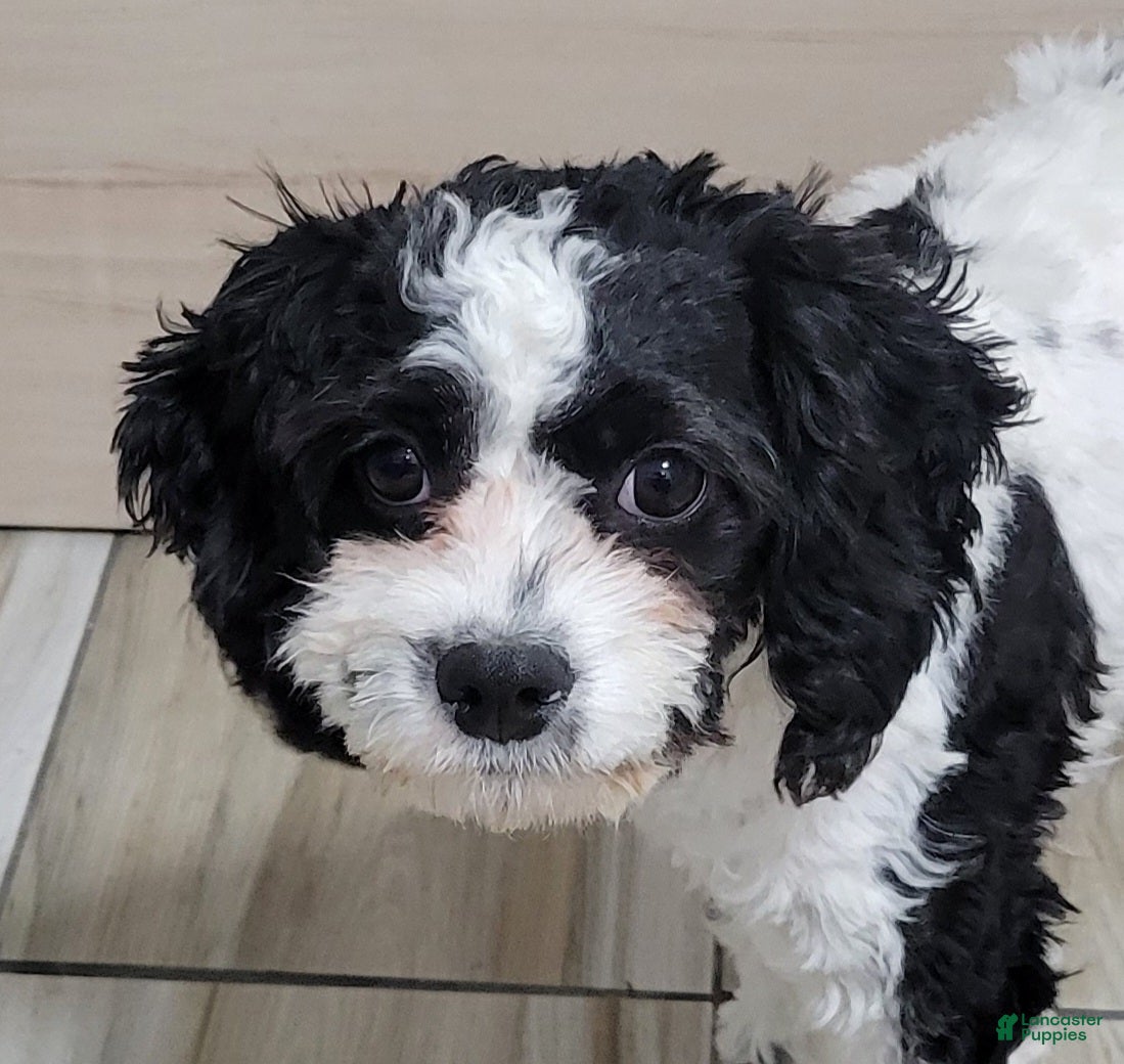 Cavapoo dogs Cavapoo 2 - Ad 2