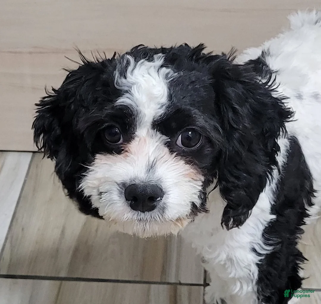 Cavapoo dogs for sale: Cavapoo 2 - Ad 1