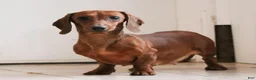 Miniature Dachshund dogs for sale: Sterling 🤍 - Ad 8