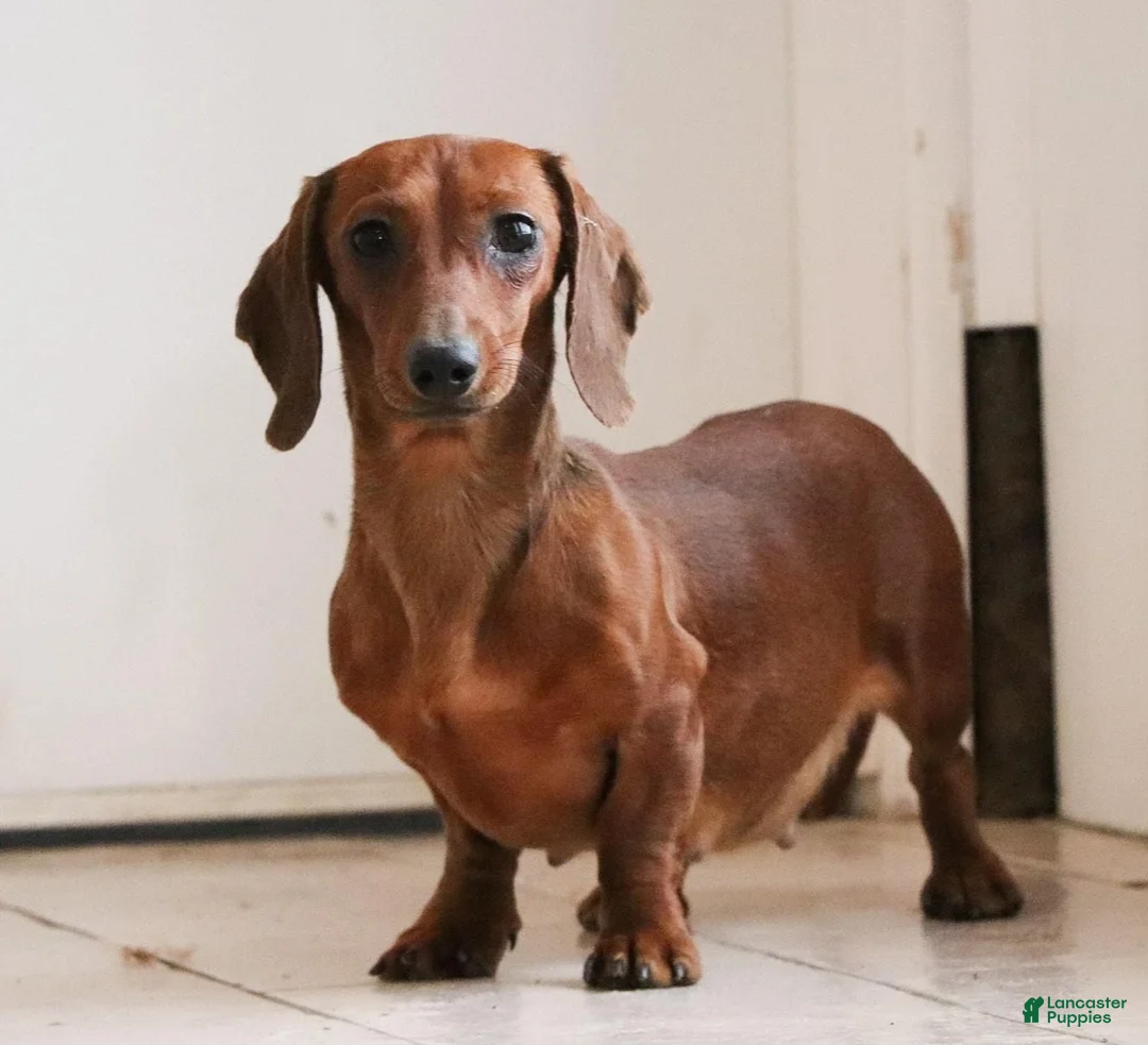 Miniature Dachshund dogs for sale: Sterling 🤍 - Ad 8