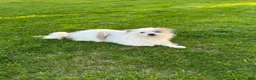 Shih Tzu dogs for sale: Shih Tzu 4 - Ad 2