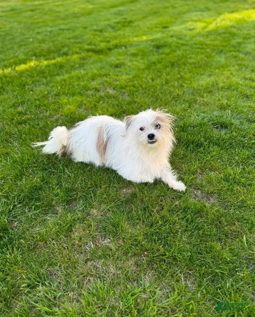 Shih Tzu dogs for sale: Shih Tzu 4 - Ad 2