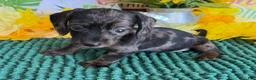 Miniature Dachshund dogs for sale: Dapple wire Girl - Ad 2