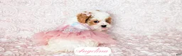 Cavapoo dogs for sale: Angelina - Ad 9