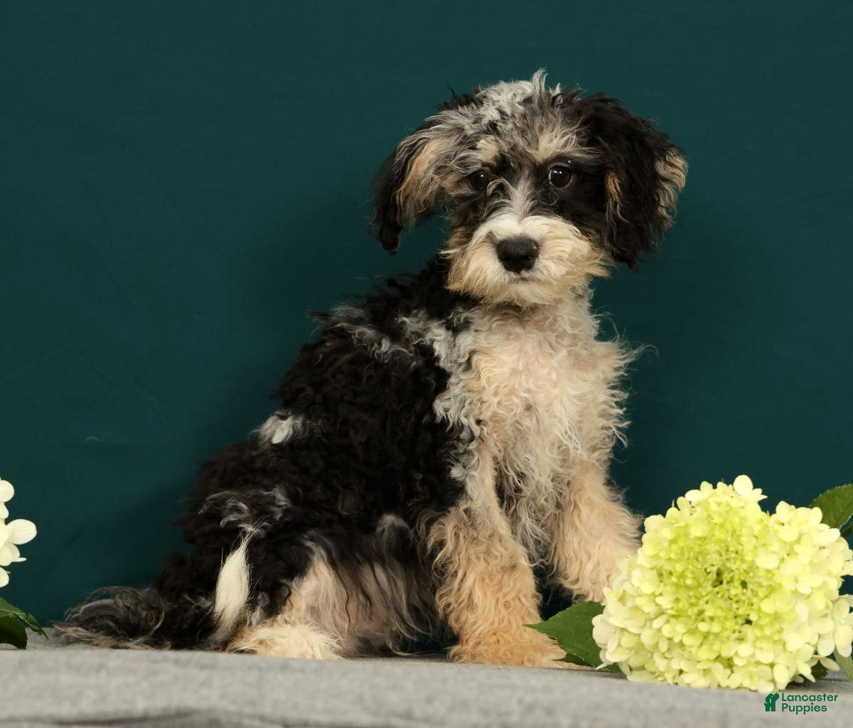 Mini Bernedoodle dogs Patrick - Ad 2