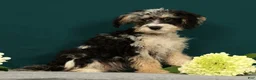 Mini Bernedoodle dogs for sale: Patrick - Ad 2