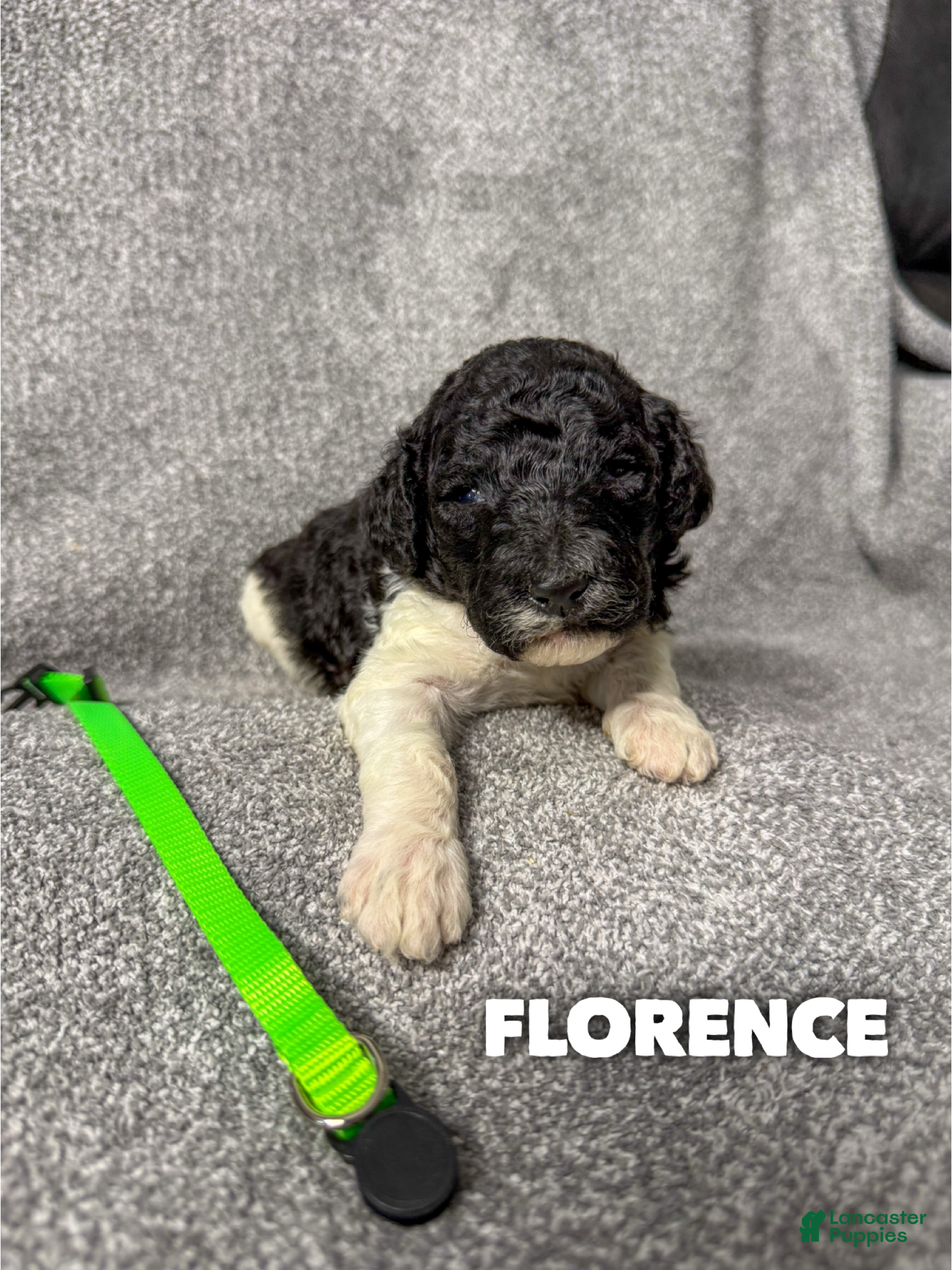 Standard Poodle dogs Florence - AKC - Ad 20