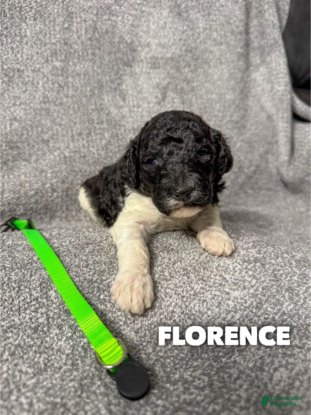 Standard Poodle dogs for sale: Florence - AKC - Ad 1