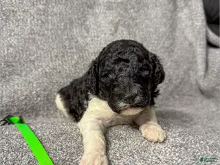 Standard Poodle dogs Florence - AKC - Ad 36