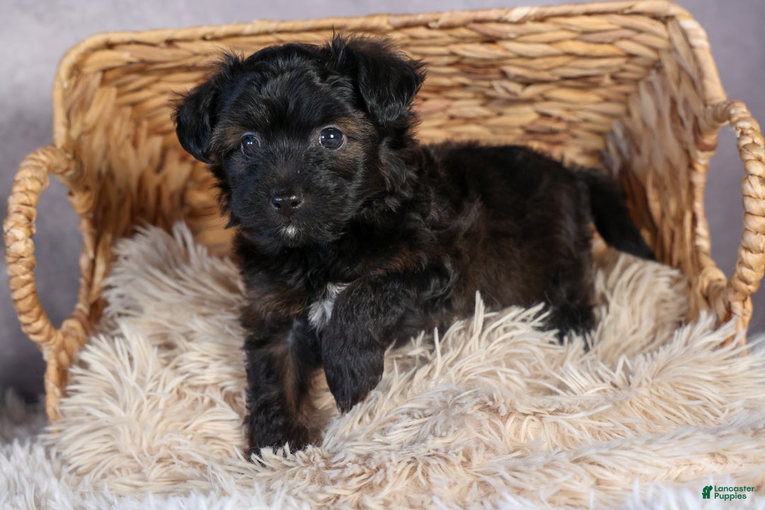 Mini Aussiedoodle dogs for sale: Snickers - Ad 9