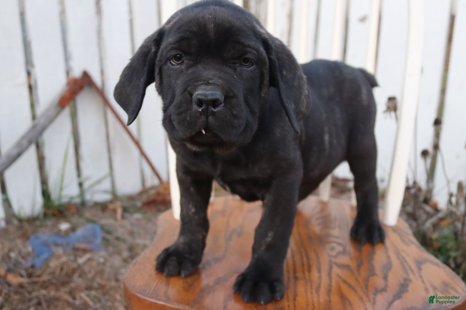 Cane Corso dogs Bradley  - Ad 2