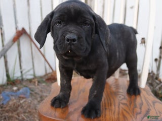 Cane Corso dogs Bradley - Ad 6