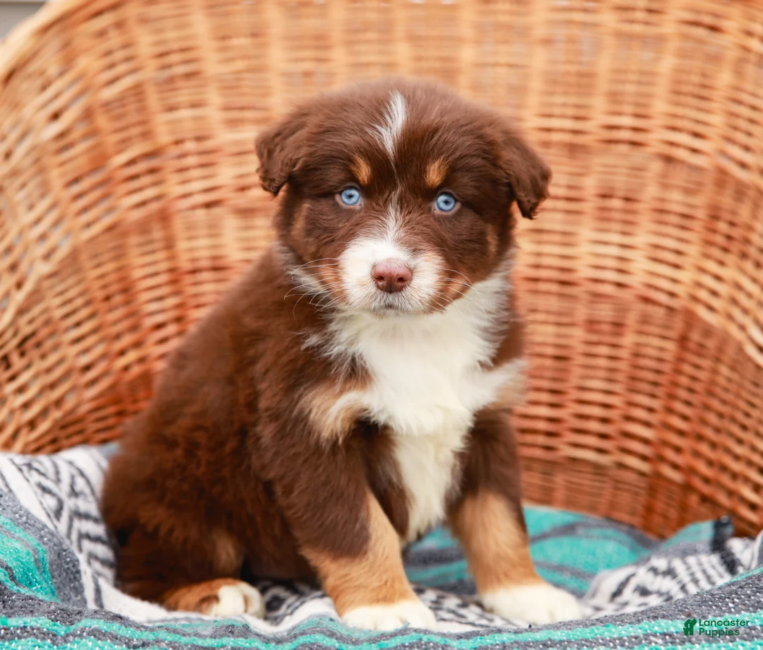 Australian Shepherd dogs for sale: Zola - Ad 1