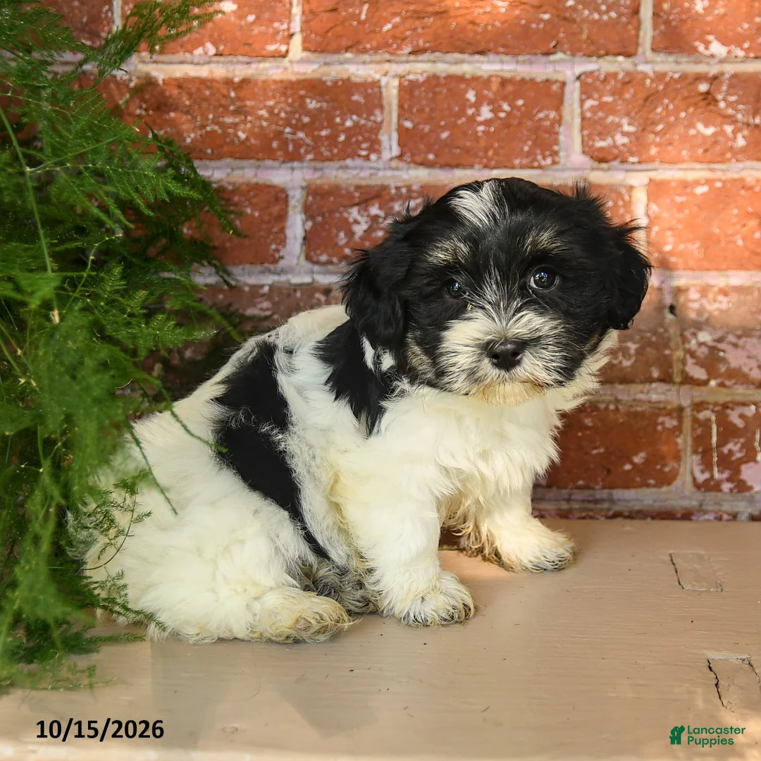 Havanese dogs for sale: Leilah - Ad 1