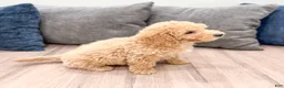 Miniature Labradoodle dogs for sale: Kierra - Ad 4