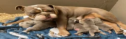 English Bulldog dogs for sale: Tank - Ad 2