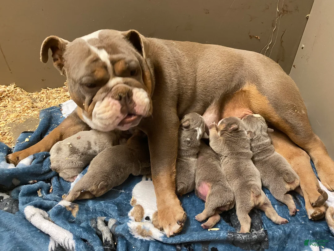 English Bulldog dogs for sale: Tank - Ad 2