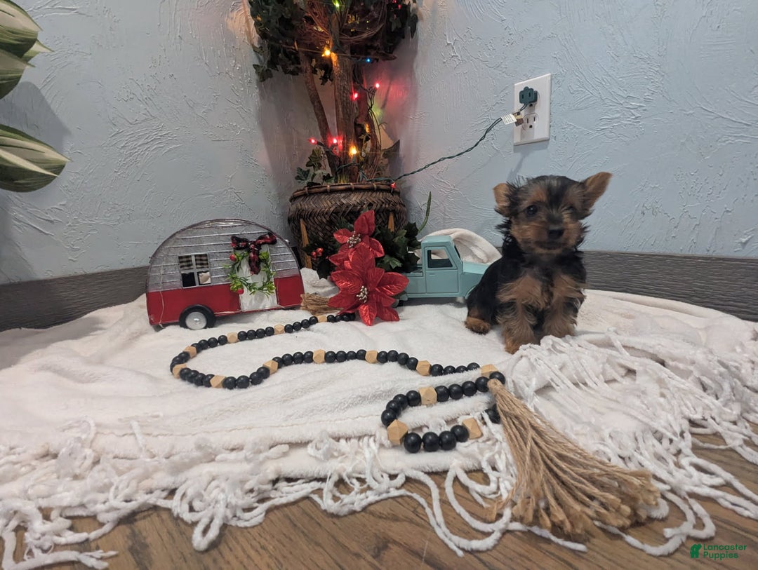 Yorkshire Terrier dogs for sale: Ziva - Ad 10