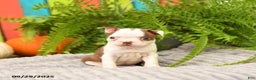 Boston Terrier dogs for sale: Koala - Ad 14