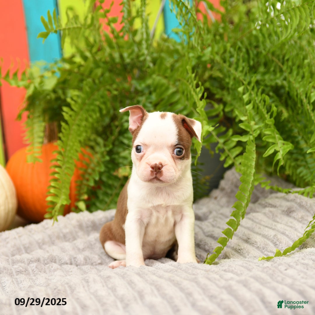 Boston Terrier dogs for sale: Koala - Ad 14
