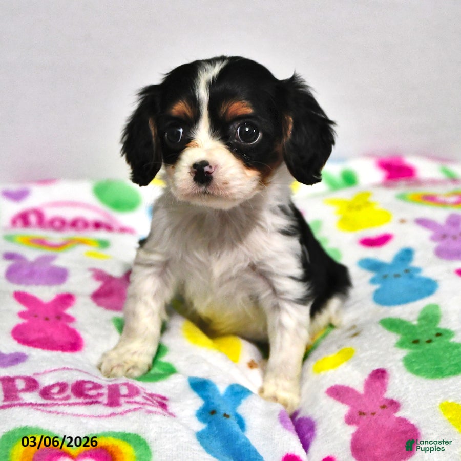 Cavalier King Charles Spaniel dogs Lavender - Ad 2