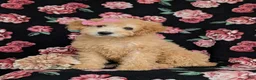 Miniature Labradoodle dogs for sale: Mollie Hypoallergenic - Ad 5