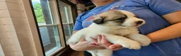 Great Pyrenees dogs for sale: Great Pyrenees Puppy - Ad 3