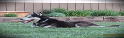 Siberian Husky dogs for sale: Kevin - Ad 3