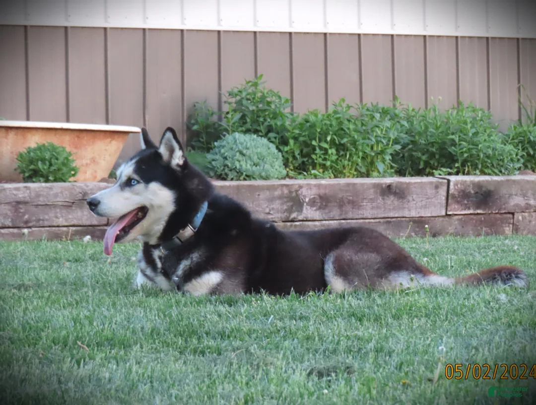 Siberian Husky dogs for sale: Kevin - Ad 3
