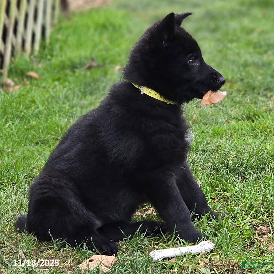 German Shepherd dogs for sale: Beyonce - Ad 4