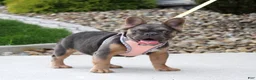French Bulldog dogs for sale: Jana - Ad 4