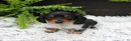 Miniature Dachshund dogs for sale: Dallas - Ad 4