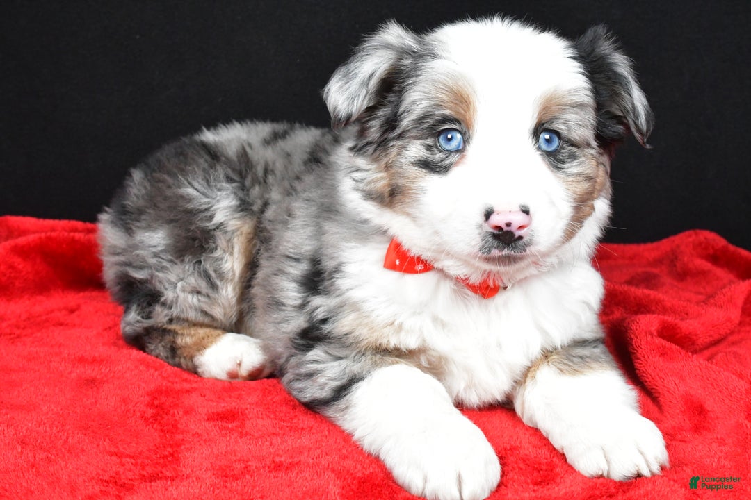Miniature Australian Shepherd dogs for sale: Rover - Ad 6