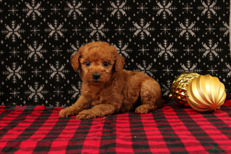 Miniature Poodle dogs Wonder - Ad 22