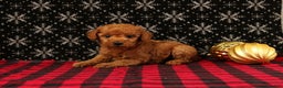 Miniature Poodle dogs for sale: Wonder - Ad 1